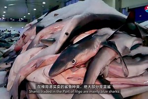 Shark's fin to spark debate over Chinese New Year