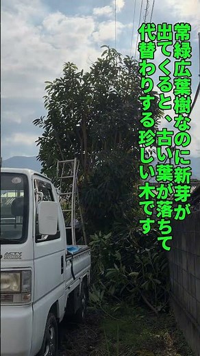 【爺やんの農的生活】杠(ゆずりは)を剪定しました＃爺やん＃農的生活＃農作業＃園芸＃杠＃ゆずりは＃園芸三脚＃ゼットソー＃四駆＃アクティ＃軽トラ＃トラクター＃剪定 杠(ゆずりは)剪定