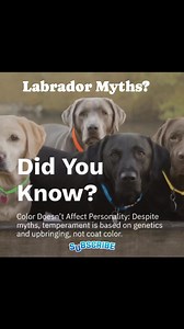 Coat color doesn’t determine personality. Black, yellow, chocolate, silver, charcoal, champagne, fox red—all Labs can be loyal, goofy, smart, calm, high-drive, or couch potatoes. Temperament comes from genetics, early socialization, and consistent training… not pigment. So whether your pup is classic or “non-traditional,” focus on their health, lineage, and early experiences—not the shade of their coat. Every Lab deserves to be judged by who they are, not the color they wear. 🐾💛 #LabradorRetri