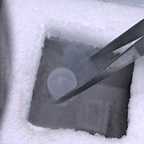 Video: Author Spotlight: Direct Synthesis of EM-Visible Gold Nanoparticles in Cells for Protein Localization Analysis with Well-Preserved Ultrastructure