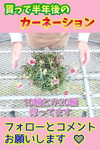 [1-minute gardening summary] How to care for carnations in autumn #shorts Gardening Beginners