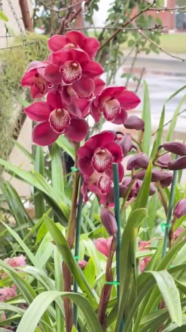 Cymbidium Khan Fury ‘black Plum’. Burgundy Deep Red, Blooming Size, Cym Standard, Round Shape.the Judge at the AOS/CSA Love It - Etsy