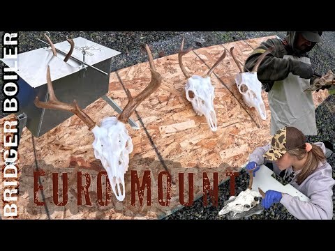 European Mount | Blacktail Deer | Bridger Boiler | Alaska