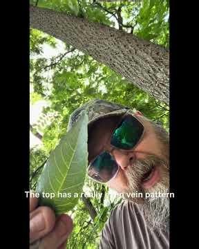 Can you guess the name of this tree before I tell you? Episode 2.
