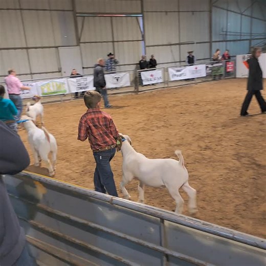 2026 Comanche County Livestock Show | The Comanche Chief