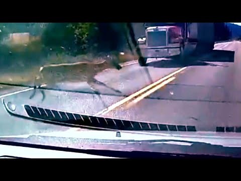 How to Avoid Hitting a Deer While Driving