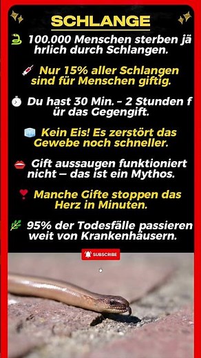 Was passiert, wenn dich eine Schlange beißt? Das musst du wissen