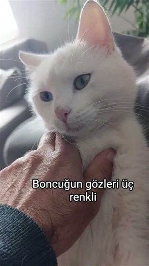 #keşfet #turkishcat #kedi