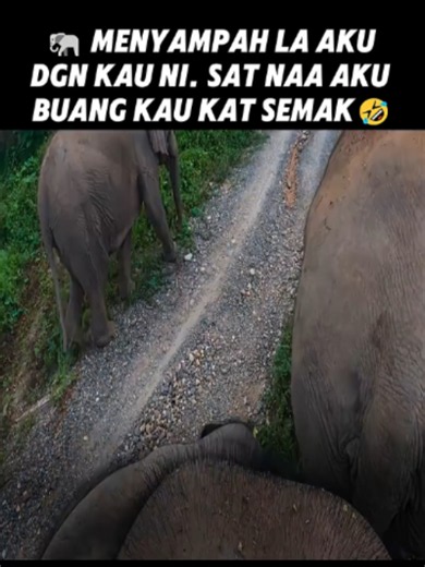 🐘The Elephant Took the Joke Too Far 😂🐘 #Elephant #FunnyAnimals #Thailand #shorts #fyppppppppppppppppppppppp #ytshorts #funny #awesome #amaizing