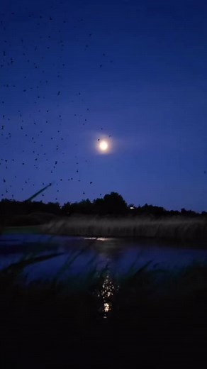 Yuck Boy (@yuck.boy)’s videos with original sound - swiss