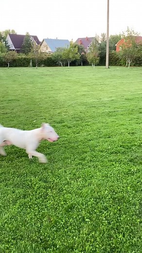 Young Bull Terrier Enjoys Playground Adventures