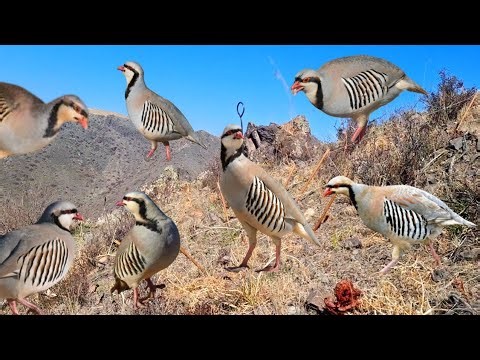 Authentic Traditional Bird Trap Setup #MauntainChukarHunting