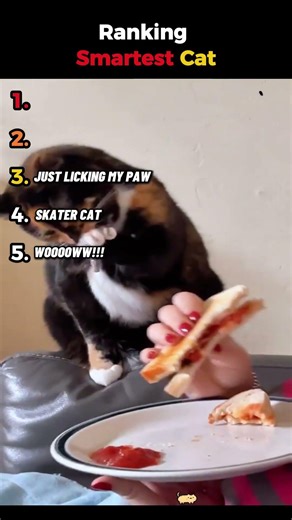 Ranking Smartest Cats Ever 🧠🐱 (Genius or Too Smart?! 😳)