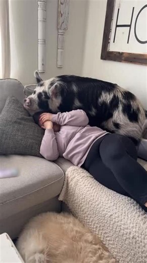 Big Pig Wants to Cuddle With His Human