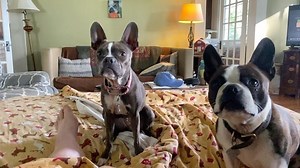 2.2K views · 454 reactions | Popcorn  | Rescue Ranch | Facebook