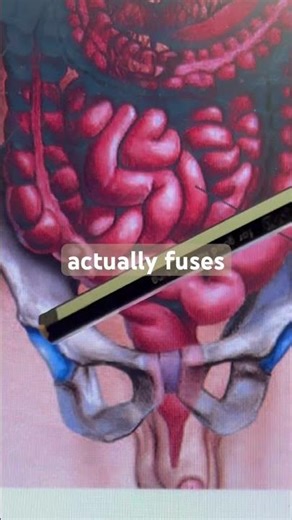Acetabulum #biology #anatomy #neet #mbbs