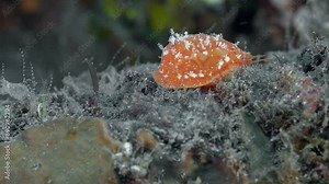 A red gastropod quickly crawls along an overgrown rock lying on the bottom of a tropical sea in a strong current. Cowries (Gastropod Family).
