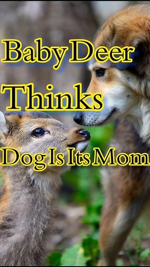 The Baby Deer Thinks Dog is Its Mom |Heartwarming Moment