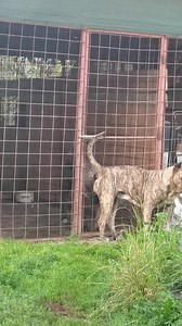 1.9M views · 2.1K reactions | Cause girls is players, too!  https://www.presacanariokennel.com/ #presacanario #BucovinaWorkingDogs #presapuppies #presa #presaonly #presadog #presaworld #bwd #love #passion #female #heat #huge #big #monster #lgbt | Presa Canario BWD | Facebook