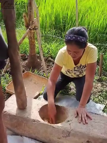 15K views · 676 reactions | How to make pinipig❗️Naranasan niyo din ba kumain ng pinipig? Bantud Hardin Resort, Sitio Kalubihan Brgy.Anahaw Hinigaran Negros Occidental | Choy Lando Photography | Facebook