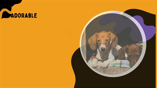 Discover 6 Loving Puppy Breeds Available at Douglas Hall Kennels UK