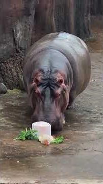 Splish the Hippo eats frozen treats for World Hippo Day 2026