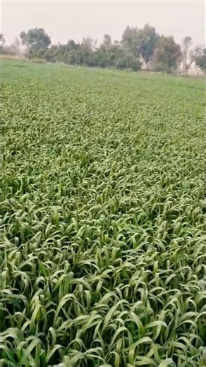 Agriculture Farming | Wheat | #villagelife #farmingtraditions #shorts #shortsfeed #shortvideo