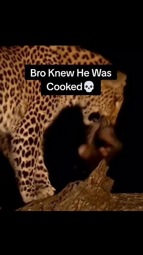 Funny Tiger and Monkey Moments Compilation