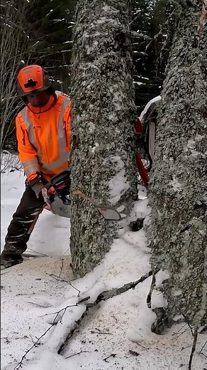 THIS TREE LOVES TO JUMP #shorts #chainsaw #felling