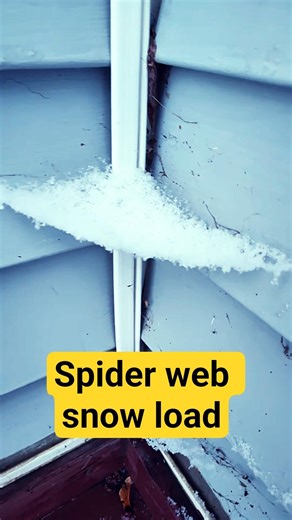 How much snow can a spider web support? #spiderweb #contractor #strong #natureiscool #til