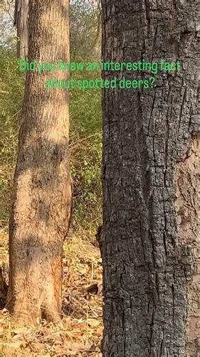 Male spotted deer grow antlers, females never do, and the reason will blow your mind!