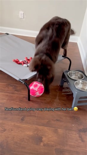 Hilarious Newfoundland dog Goes Wild with Ball, Knocks Over Bed & Water Bowl!