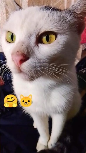 Kedua kucing ini sangat lucu imut dan baik,🐱,#cat ,#shorts,#kucinglucu ,#cutecat ,#youtubeshorts .