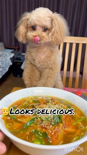 My dog begging for Pork and Kimchi Miso Ramen.