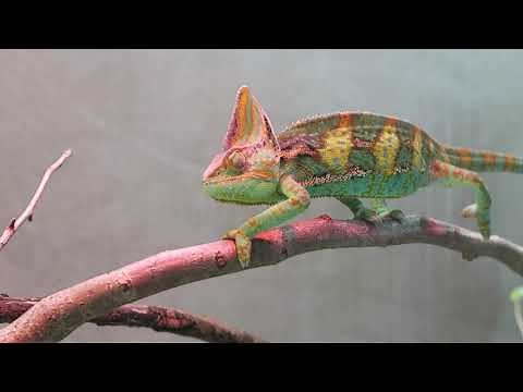 Veiled Chameleon Walking Funny and Then Changes Color