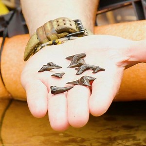 4.2K views · 41 reactions | SNEAK PEEK! Our brand new episode tomorrow features some INCREDIBLE finds...  Tune in tomorrow at 9am ET on @youtube! | Brave Wilderness | Facebook