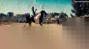 15K views · 586 reactions | Beautiful Horses! | Discoverthehorse | Facebook