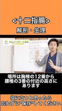 十二指腸→胃と小腸の間にあり、C字の形をしています。膵液と胆汁が流れ込んで、胃で消化しきれなかった分を消化します。 #セラピスト #整体師 #腸活 #内臓調整