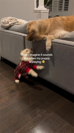 10K views · 208 reactions | She loves her big sister so much 凉 This was recorded during the first week Maple joined our family! The girls were warming up to each other and started playing like this ☺️ #dog #dogs #goldenretriever #puppy #doglover #goldenretrieversofinstagram #golden | Daisythegoldiee | Facebook