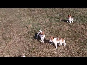 Jack Russell Puppies For Sale