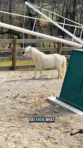The mini walker is up and running!🐴😂 | Katie Van Slyke