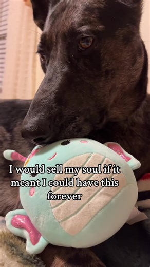 Forever Yours: The Love for Catahoula Dogs