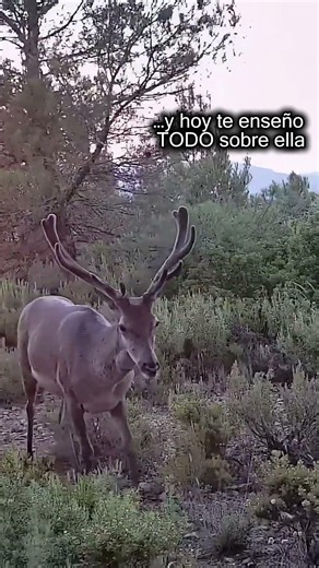 NIGHTTIME trail cam footage with the best camera I've ever tested 🐗 #shorts