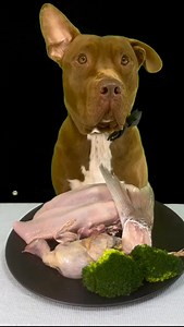 99K views · 381 reactions | Pitbull eating raw foods | Bounce The Pitbull | Facebook