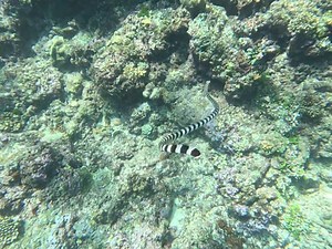 🔍 Check out this species spotlight on the blue-banded sea krait from Pristine Seas scientist Dr. Chris Thompson! Blue-banded sea kraits (Laticauda laticauda) are a venomous snake of the Elapid family found across the tropical Indo-Pacific. Although they're from the same family as dugites, taipans, cobras, etc., sea kraits diverged in their evolutionary path and took to the water to find their prey. They forage the reef for eels, fish, crabs, and squid, covering large territories, sometimes divi