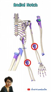 Radial Notch of Ulna #radialnotch #ulna #radius #กระดูกอัลน่า #กระดูกเรเดียส #anatomy #กายวิภาค | อโรคยา ปรมาลาภา