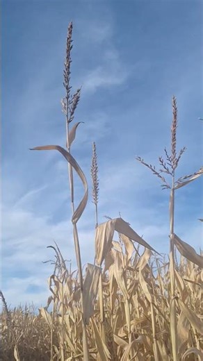 Wandering the corn maze last fall. #outside #cornmaze