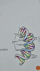 Grade 12 Life sciences paper 2: DNA Part 1