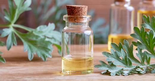 Armoise (artemisia) : quels sont ses bienfaits et comment l'utiliser ?