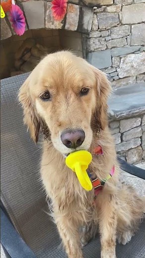 Precious Pup Plays With Baby Pacifier